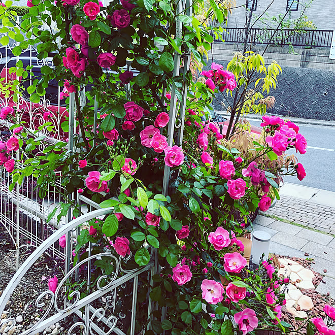 ミニガーデン ミニ薔薇 手作りガーデン Instagram始めました 薔薇アーチ などのインテリア実例 19 05 18 16 53 57 Roomclip ルームクリップ