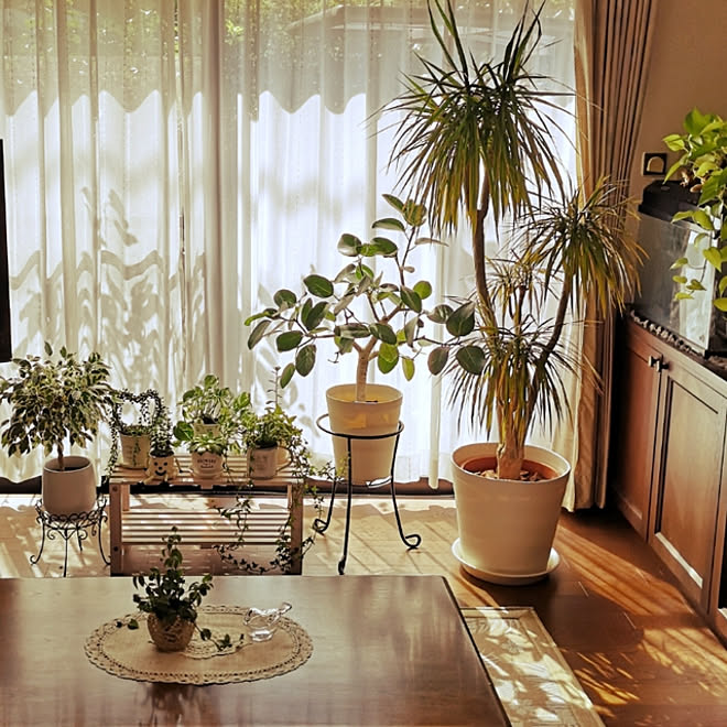 リビング 観葉植物 多肉植物 プランター プランタースタンド などのインテリア実例 09 05 09 50 44 Roomclip ルームクリップ リビング 観葉植物 多肉植物 プランター プランタースタンド などのインテリア実例 09 05 09 50 44 Roomclip ルームクリップ