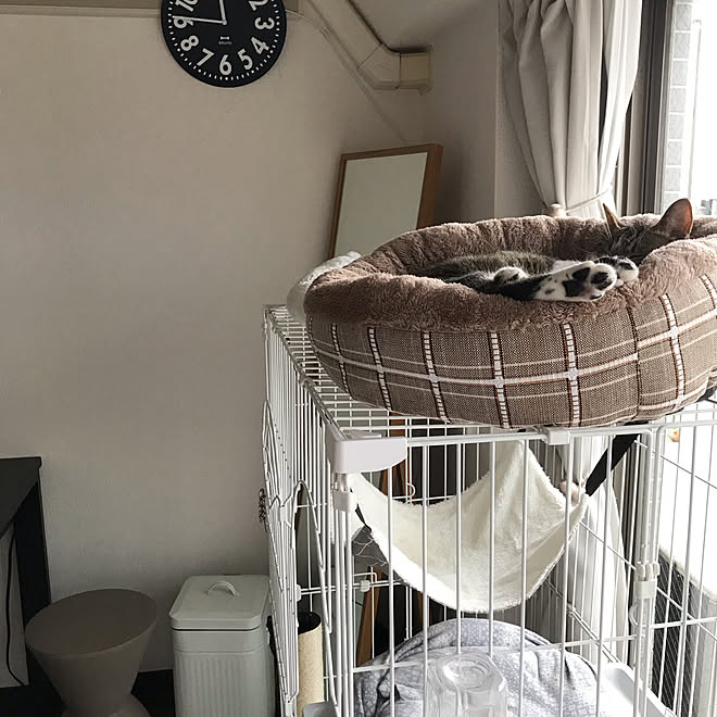 猫と暮らす 6畳1k 実寸5 7畳 一人暮らし 猫に安全な部屋作り などのインテリア実例 21 04 03 08 47 02 Roomclip ルームクリップ 猫と暮らす 6畳1k 実寸5 7畳 一人暮らし 猫に安全な部屋作り などのインテリア実例 21 04 03 08 47 02 Roomclip ルームクリップ