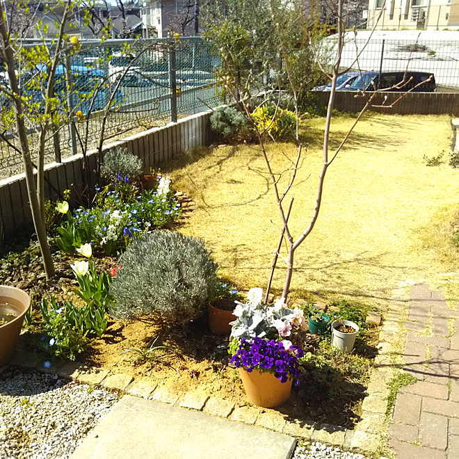 玄関 入り口 ネモフィラ ムスカリ 春の庭 花のある暮らし などのインテリア実例 19 04 04 22 24 43 Roomclip ルームクリップ