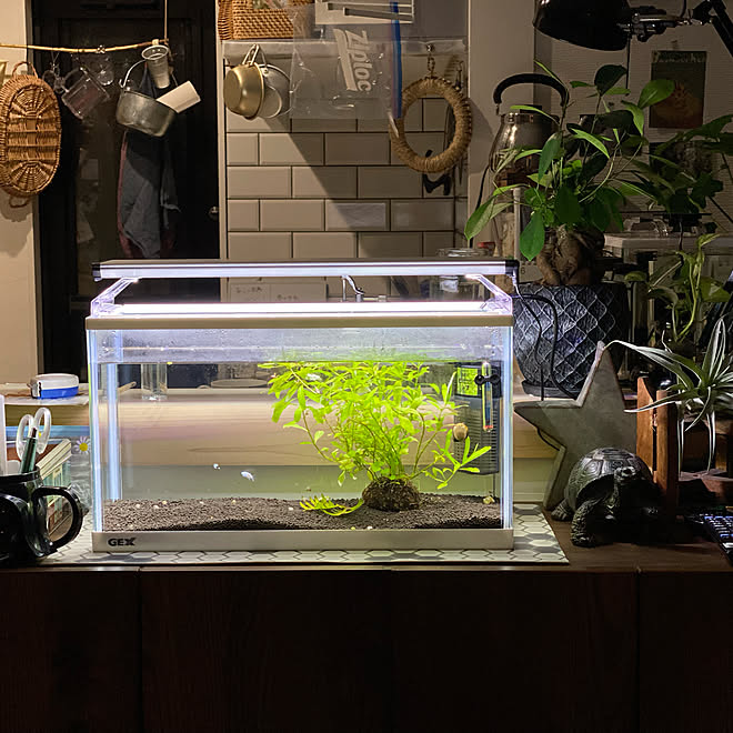 キッチン周り 癒し メダカの水槽 机のインテリア実例 22 06 00 01 25 Roomclip ルームクリップ キッチン周り 癒し メダカの水槽 机のインテリア実例 22 06 00 01 25 Roomclip ルームクリップ