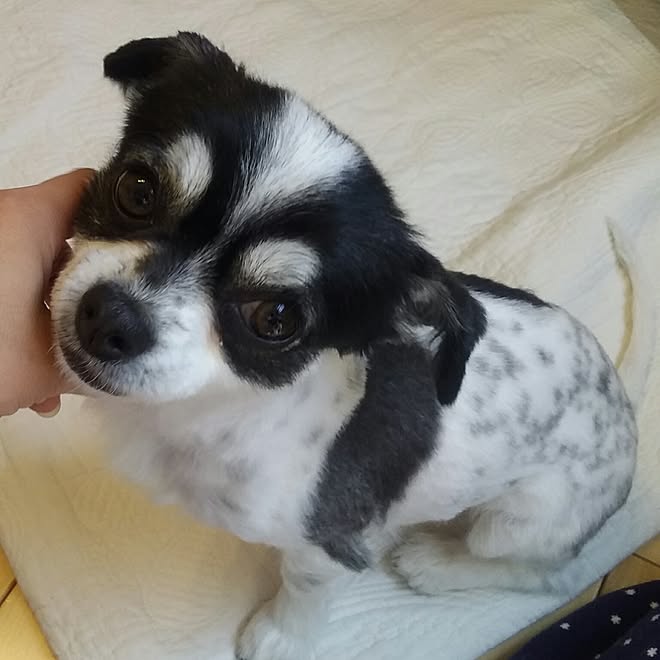 部屋全体 ブチ犬 まろ眉 オスではありません 吠えません などのインテリア実例 17 04 16 09 33 16 Roomclip ルームクリップ 部屋全体 ブチ犬 まろ眉 オスではありません 吠えません などのインテリア実例 17 04 16 09 33 16 Roomclip ルームクリップ