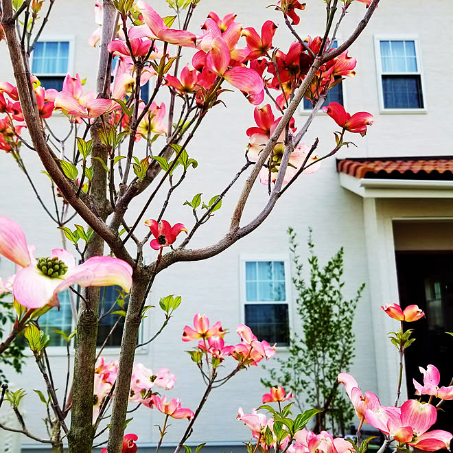 すべての美しい花の画像 トップ100ハナミズキ ピンク