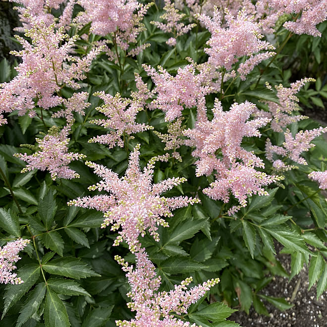 梅雨を楽しく アスチルベ ピンク色の花 玄関 入り口のインテリア実例 21 05 25 12 54 55 Roomclip ルームクリップ