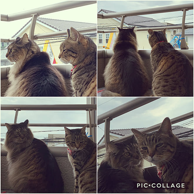 運命共同体/ニャルソックお仕事中/皆さんの支えに心から感謝❤/いいね