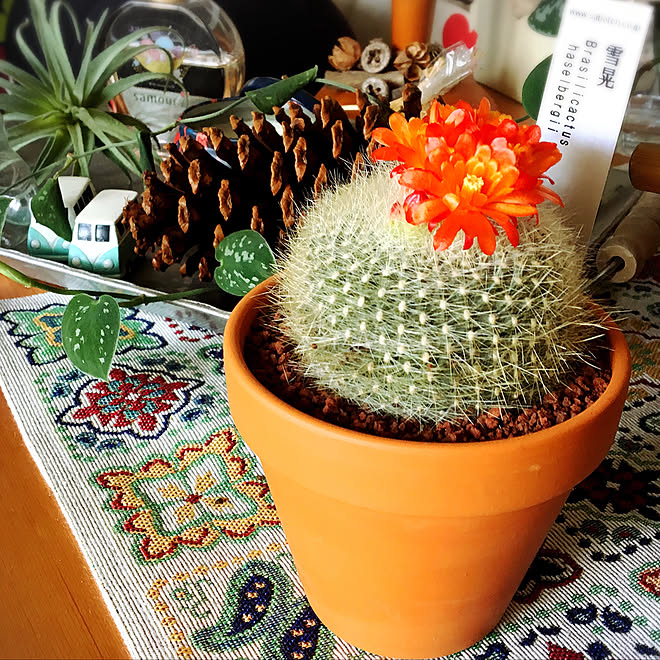フラワープロデュース 花サボテン サボテン 一人暮らし みどりのある暮らし などのインテリア実例 19 04 02 13 01 29 Roomclip ルームクリップ フラワープロデュース 花サボテン サボテン 一人暮らし みどりのある暮らし などのインテリア実例 19 04 02 13 01 29 Roomclip ルームクリップ