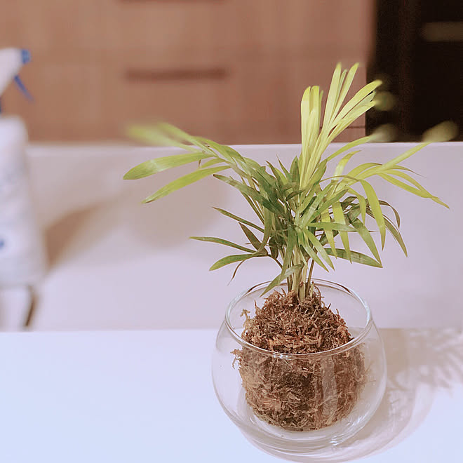 テーブルヤシ こけだま 苔玉 こどものいる暮らし ナチュラルキッチン などのインテリア実例 19 10 31 01 23 41 Roomclip ルームクリップ テーブルヤシ こけだま 苔玉 こどものいる暮らし ナチュラルキッチン などのインテリア実例 19 10 31 01 23 41 Roomclip ルームクリップ