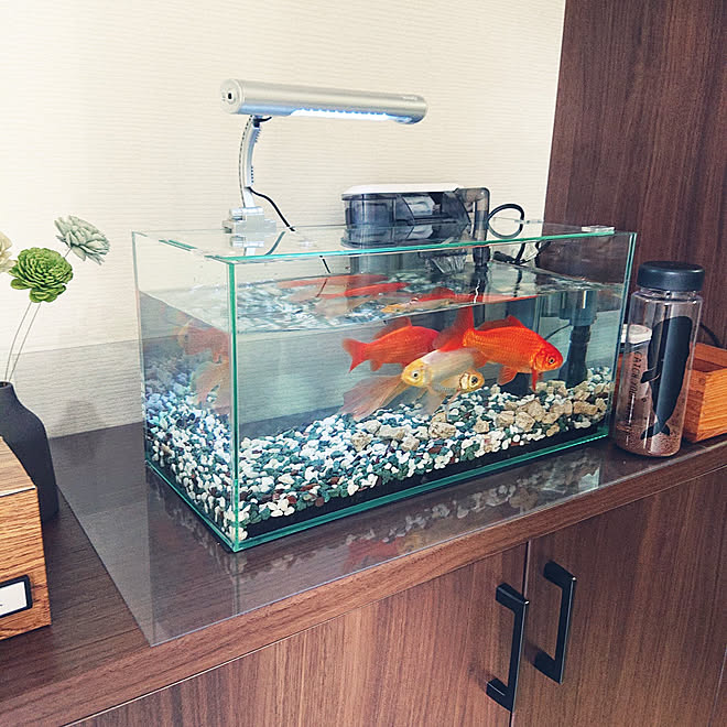 玄関 入り口 金魚 金魚水槽 玄関 三協アルミ などのインテリア実例 22 04 10 14 14 48 Roomclip ルームクリップ