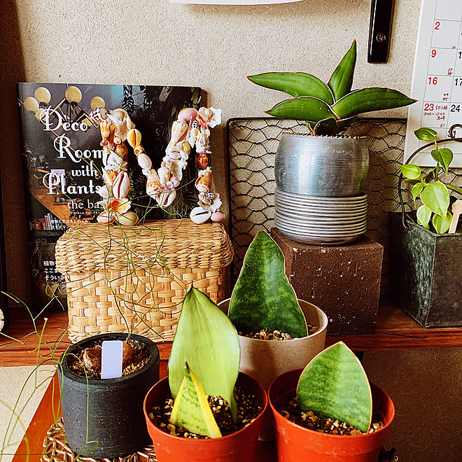 イントリカータ サンスベリア サムライドワーフ かご 葉挿し サンスベリア シルバーキング などのインテリア実例 21 05 08 14 58 15 Roomclip ルームクリップ