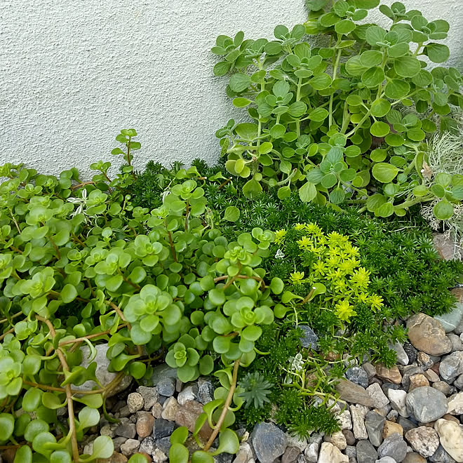 壁 天井 多肉植物 成長記録 地植え セダム畑 などのインテリア実例 22 09 30 08 42 52 Roomclip ルームクリップ 壁 天井 多肉植物 成長記録 地植え セダム畑 などのインテリア実例 22 09 30 08 42 52 Roomclip ルームクリップ