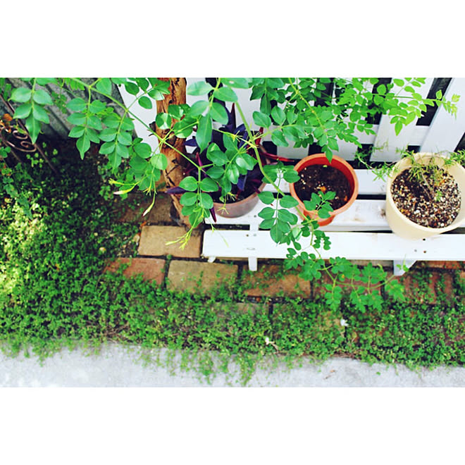 夏の庭 ソケイ コモンジャスミン レンガ敷き 庭diy などのインテリア実例 08 28 08 21 Roomclip ルームクリップ