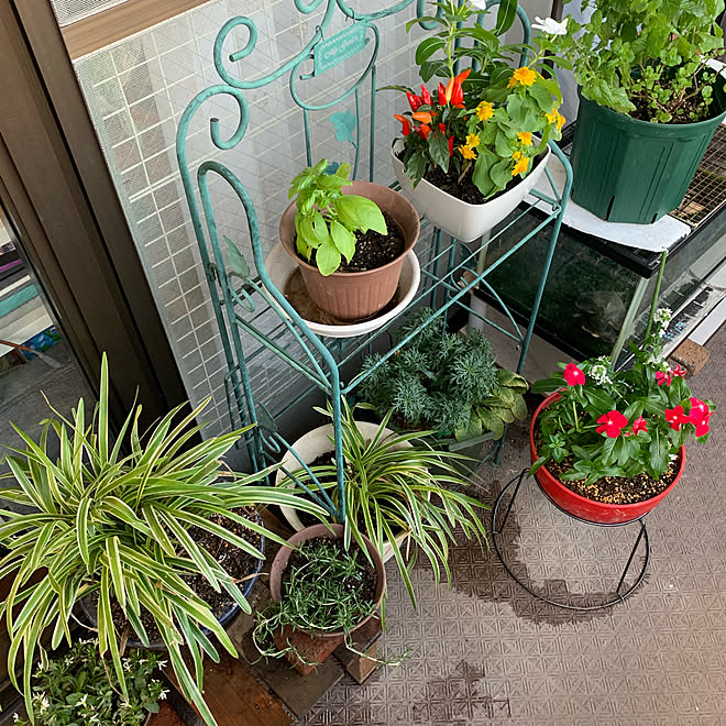 ベランダ 花のある暮らし べらんだガーデン 寄せ植え ガーデニング初心者のインテリア実例 21 07 25 23 18 56 Roomclip ルームクリップ