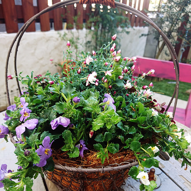 玄関 入り口 海外インテリアに憧れて 寄せ植え おはな ワイヤーバスケット などのインテリア実例 19 02 04 14 59 32 Roomclip ルームクリップ