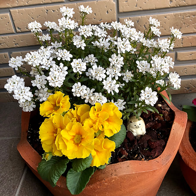 バラ咲きジュリアン イベリス スノーサーファー 日々の生活を楽しむ ガーデン お花のある暮らし などのインテリア実例 02 14 13 05 36 Roomclip ルームクリップ