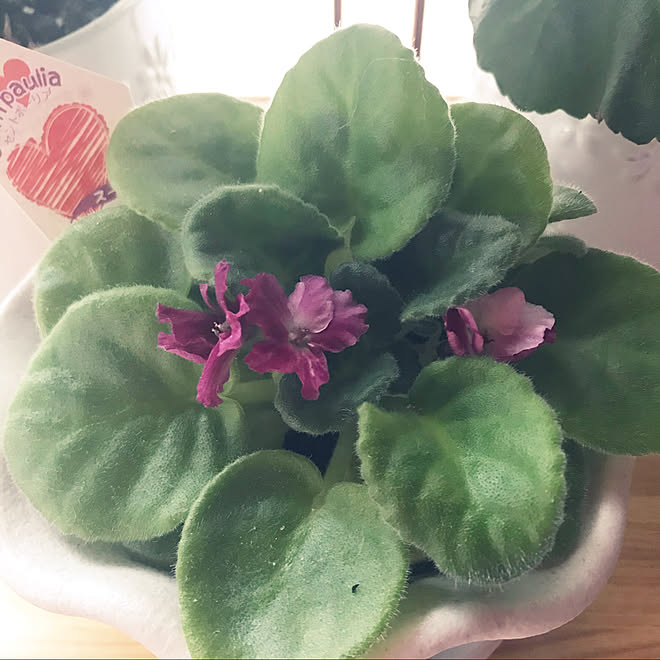 緑のある暮らし セントポーリア お花のある暮らし 思い出の花 部屋全体 などのインテリア実例 11 09 07 36 34 Roomclip ルームクリップ 緑のある暮らし セントポーリア お花のある暮らし 思い出の花 部屋全体 などのインテリア実例 11 09 07 36 34 Roomclip ルームクリップ