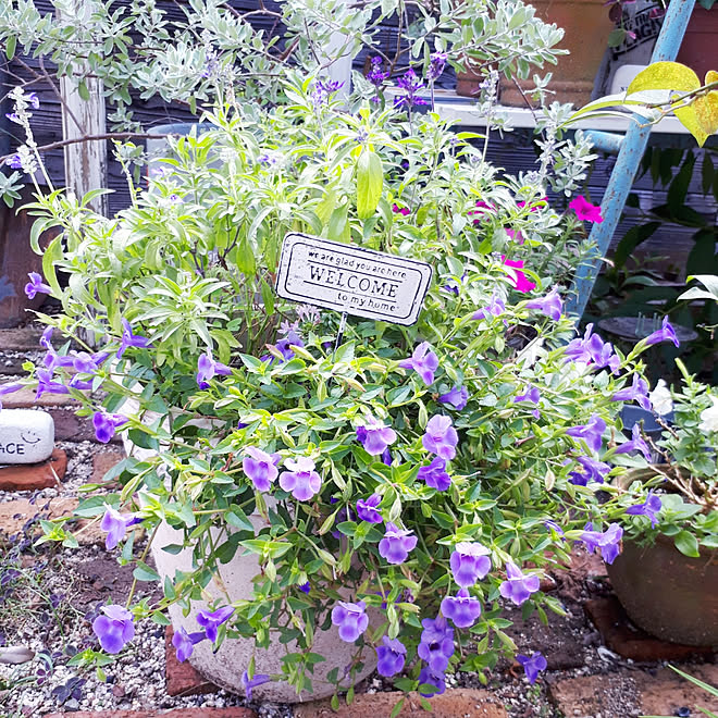 玄関 入り口 寄せ植え 秋 ガーデニング お花のある生活 などのインテリア実例 09 15 10 35 42 Roomclip ルームクリップ 玄関 入り口 寄せ植え 秋 ガーデニング お花のある生活 などのインテリア実例 09 15 10 35 42 Roomclip ルームクリップ