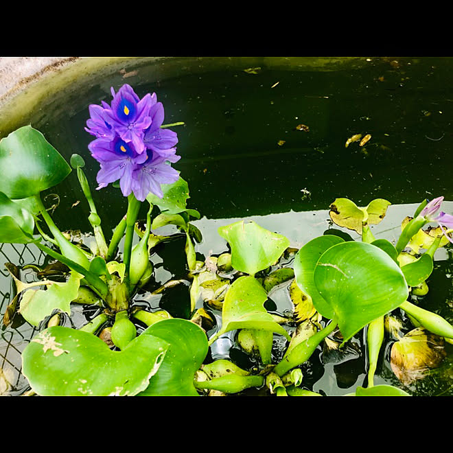 実家シリーズ 実家の庭 実家 ホテイソウの花 植物が好き などのインテリア実例 19 08 19 11 29 17 Roomclip ルームクリップ 実家シリーズ 実家の庭 実家 ホテイソウの花 植物が好き などのインテリア実例 19 08 19 11 29 17 Roomclip ルームクリップ