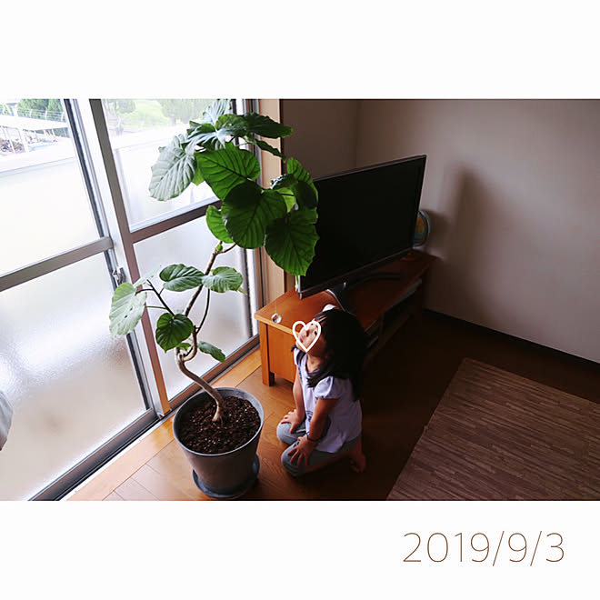 サンキャッチャー 植え替え ウンベラータ 10号鉢 植木鉢 などのインテリア実例 19 09 03 21 45 Roomclip ルームクリップ