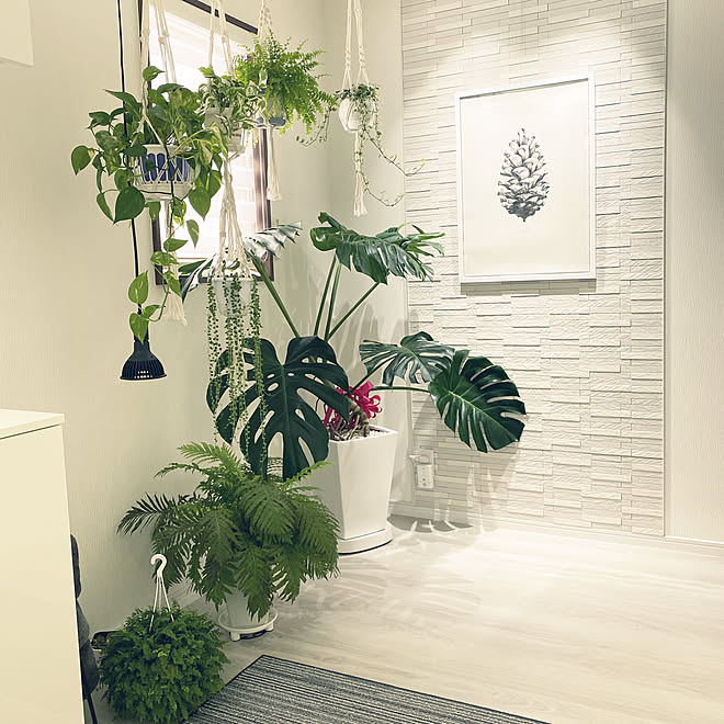 園芸 趣味 観葉植物のインテリア実例 21 04 12 13 44 14 Roomclip ルームクリップ 園芸 趣味 観葉植物のインテリア実例 21 04 12 13 44 14 Roomclip ルームクリップ