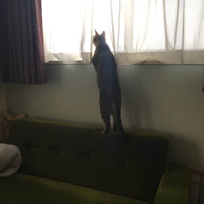 猫村さん 爪とぎに強いソファ 猫 ねこ モケットグリーンソファ などのインテリア実例 19 05 15 10 36 50 Roomclip ルームクリップ