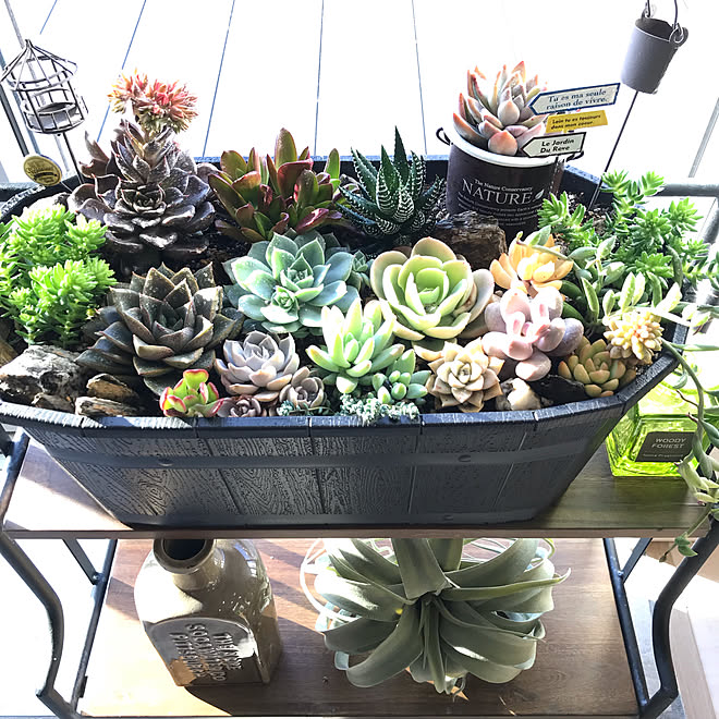 壁 天井 多肉植物寄せ植え 多肉植物 ミックスインテリア 暮らしを楽しむ などのインテリア実例 19 02 18 09 08 55 Roomclip ルームクリップ