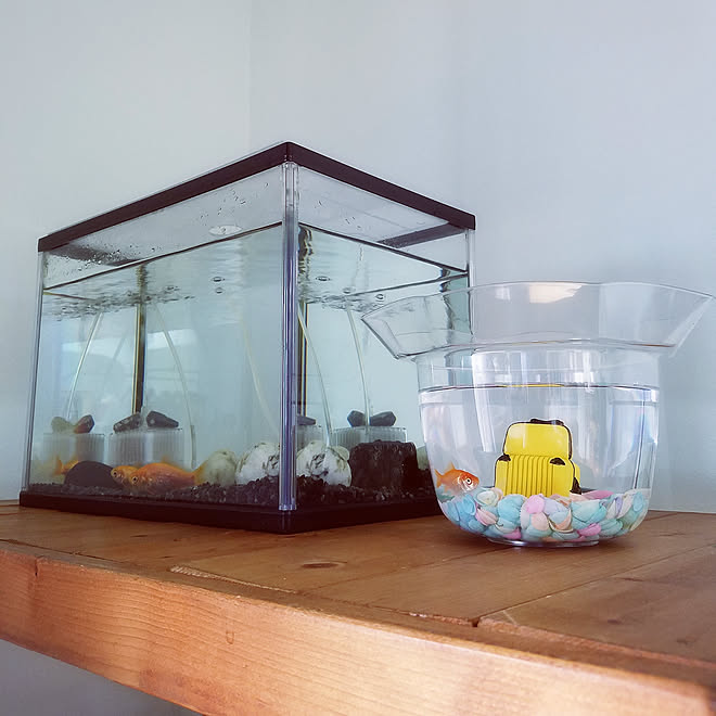 棚/田舎/田舎暮らし/平屋/平屋暮らし...などのインテリア実例 - 2019-10-21 09:59:26