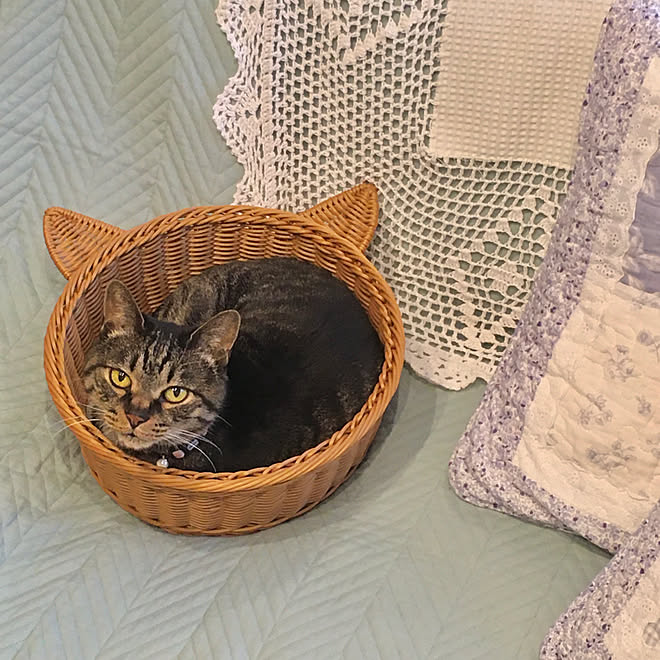 スリーコインズ 猫耳 ペットべッド 猫ベッド ねこと暮らす などのインテリア実例 21 05 19 18 58 39 Roomclip ルームクリップ