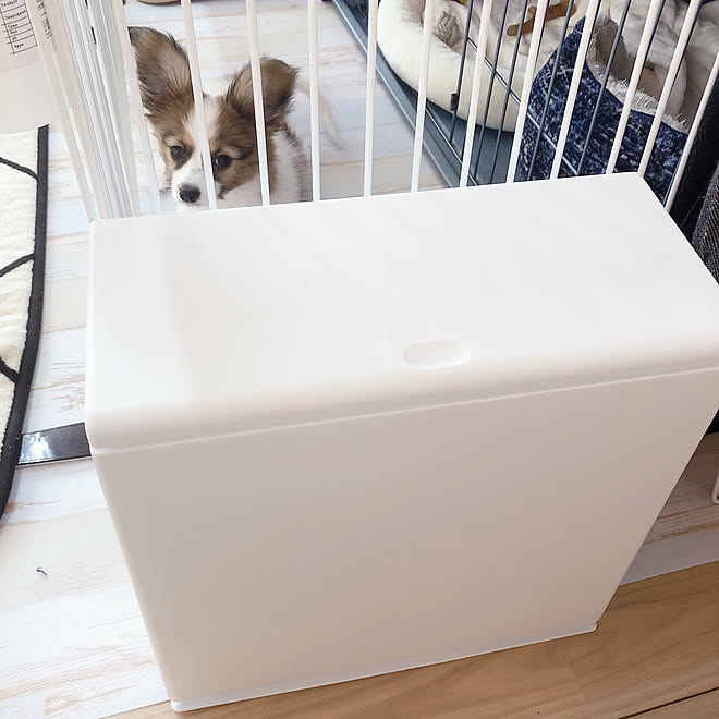 ゴミ箱 Roomclipショッピング おうち見直しキャンペーン 犬と暮らす リビング などのインテリア実例 22 01 15 10 52 46 Roomclip ルームクリップ