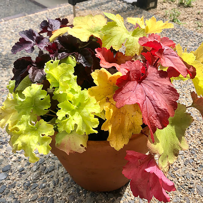 ヒューケラ 花壇 家庭菜園 植物のある暮らし 寄せ植え などのインテリア実例 21 05 18 16 14 31 Roomclip ルームクリップ