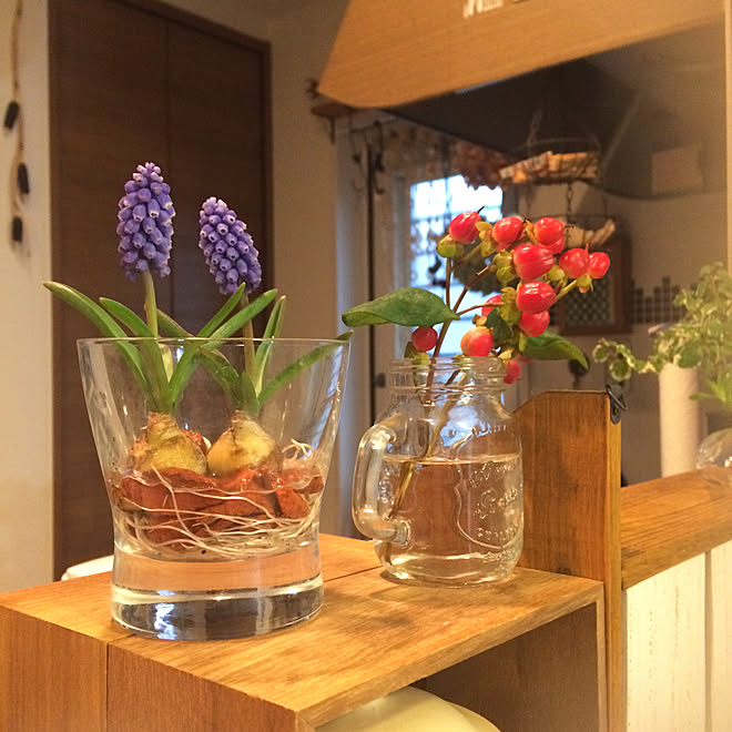 花のある暮らし カウンター上 18 2 24 ヒペリカム ムスカリ水耕栽培はじめました などのインテリア実例 18 02 24 17 26 16 Roomclip ルームクリップ