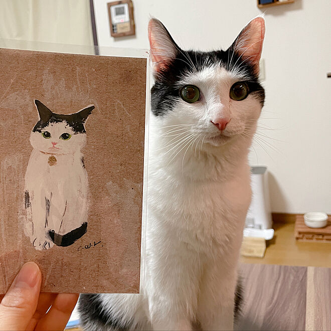 猫の絵 イラスト ポストカード Minne アートのある暮らし などのインテリア実例 21 09 30 18 07 58 Roomclip ルームクリップ