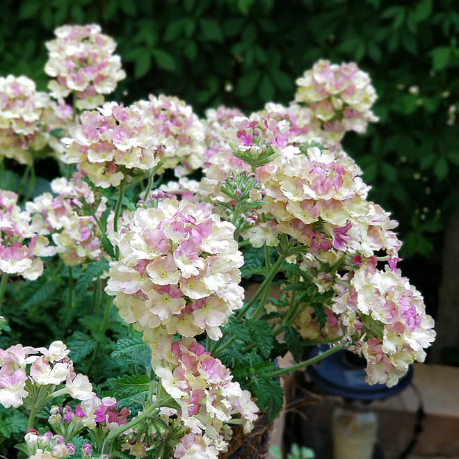 ベッド周り バーベナラナイ ヴィンテージウォッカ 5月の庭 庭 小さな庭づくり などのインテリア実例 19 05 13 21 46 35 Roomclip ルームクリップ