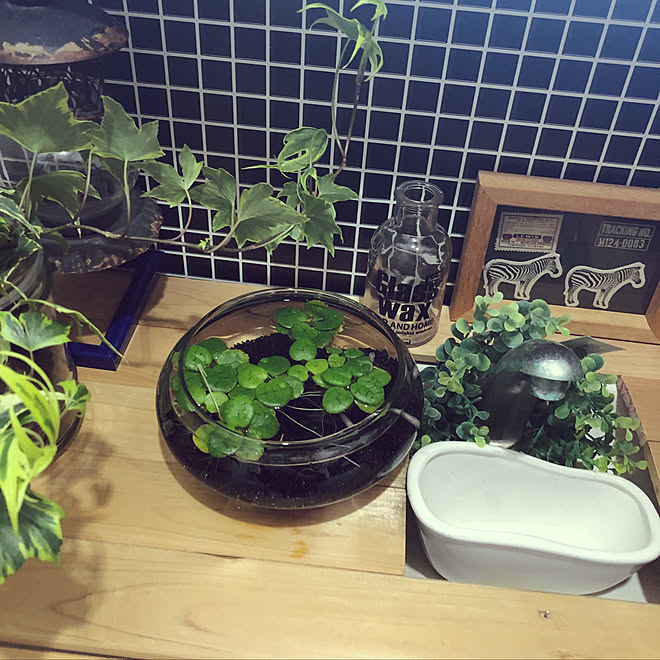 メダカビオトープ タンクレス Diy バス トイレ メダカのインテリア実例 19 03 23 11 43 46 Roomclip ルームクリップ