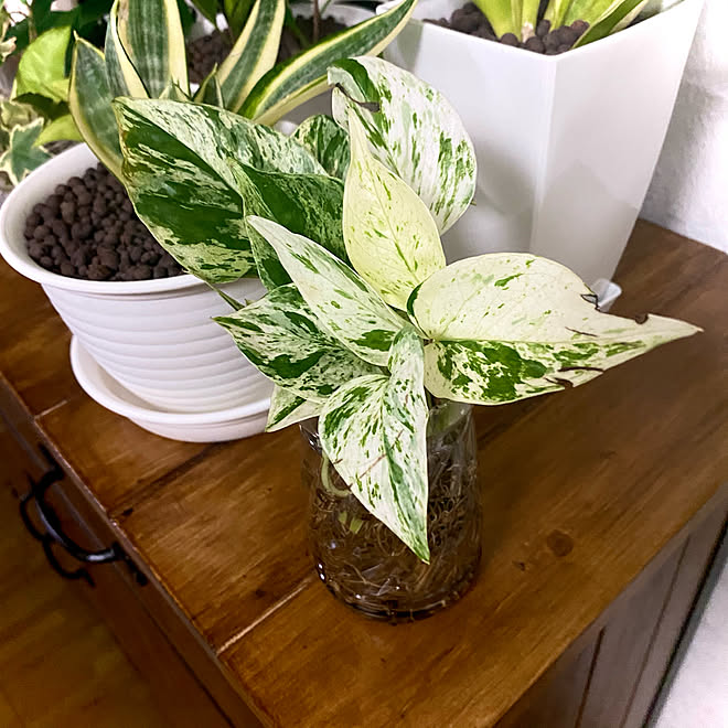 ポトスマーブルクイーン 観葉植物 植物のある暮らし 気軽にコメント下さい 植物 などのインテリア実例 21 03 30 18 23 55 Roomclip ルームクリップ ポトスマーブルクイーン 観葉植物 植物のある暮らし 気軽にコメント下さい 植物 などのインテリア実例 21 03 30 18 23 55 Roomclip ルームクリップ