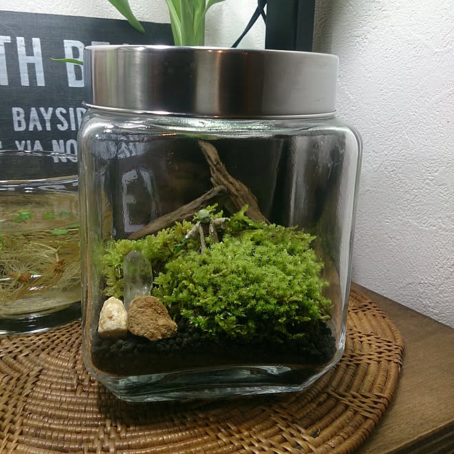 苔 スターウォーズ ヨーダ 水晶 ニトリ などのインテリア実例 16 11 04 21 28 52 Roomclip ルームクリップ