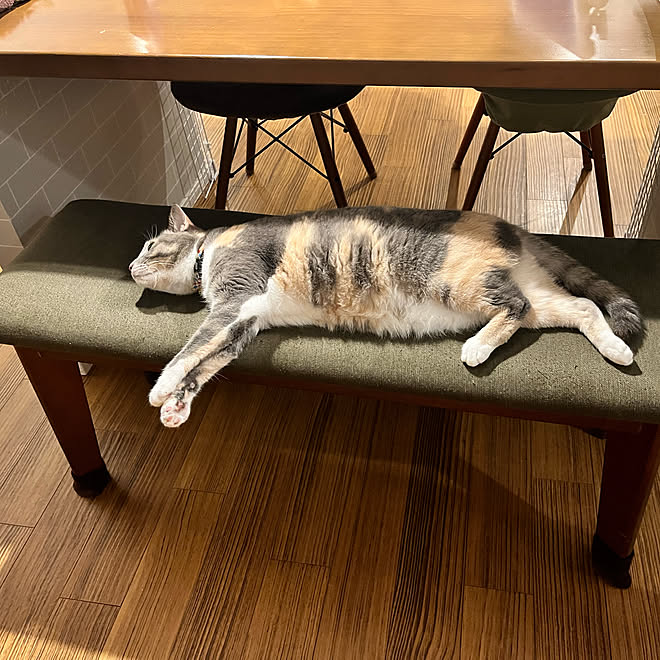 ダイニングベンチ ねこのいる日常 ニャンズ 三毛猫 パステル三毛 などのインテリア実例 22 10 09 08 31 00 Roomclip ルームクリップ ダイニングベンチ ねこのいる日常 ニャンズ 三毛猫 パステル三毛 などのインテリア実例 22 10 09 08 31 00 Roomclip ルームクリップ