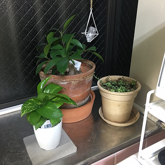 ガジュマル グリーンネックレス 100均の植物 ポトス キッチンのインテリア実例 19 11 17 26 14 Roomclip ルームクリップ ガジュマル グリーンネックレス 100均の植物 ポトス キッチンのインテリア実例 19 11 17 26 14 Roomclip ルームクリップ
