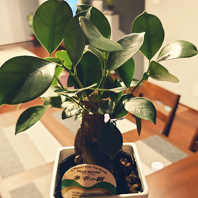キッチン 観葉植物 ガジュマルの木 カフェ風 ナチュラル などのインテリア実例 21 05 45 55 Roomclip ルームクリップ
