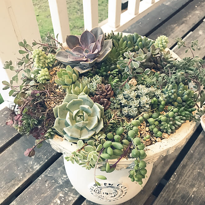 多肉植物 多肉植物のある暮らし 多肉ちゃん 多肉植物寄せ植え 多肉初心者 などのインテリア実例 07 07 18 45 54 Roomclip ルームクリップ