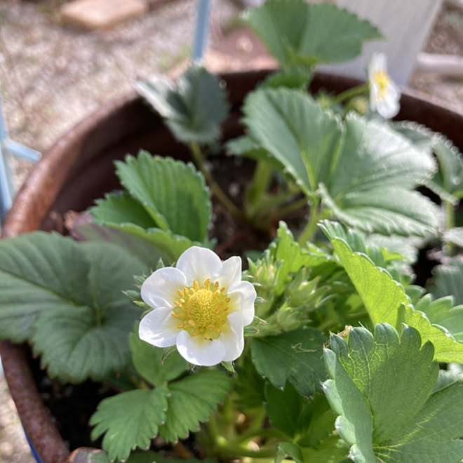 玄関 入り口 ガーデニング 春の花 花のある暮らし ３月の花 などのインテリア実例 22 03 18 12 23 52 Roomclip ルームクリップ