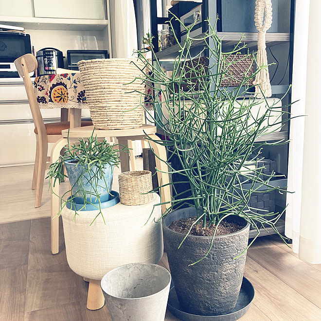 ミルクブッシュ伸び放題 花に癒されてます いつもの花屋さん 観葉植物 ブルーの植木鉢 などのインテリア実例 22 10 03 10 00 43 Roomclip ルームクリップ ミルクブッシュ伸び放題 花に癒されてます いつもの花屋さん 観葉植物 ブルーの植木鉢 などのインテリア実例 22 10 03 10 00 43 Roomclip ルームクリップ