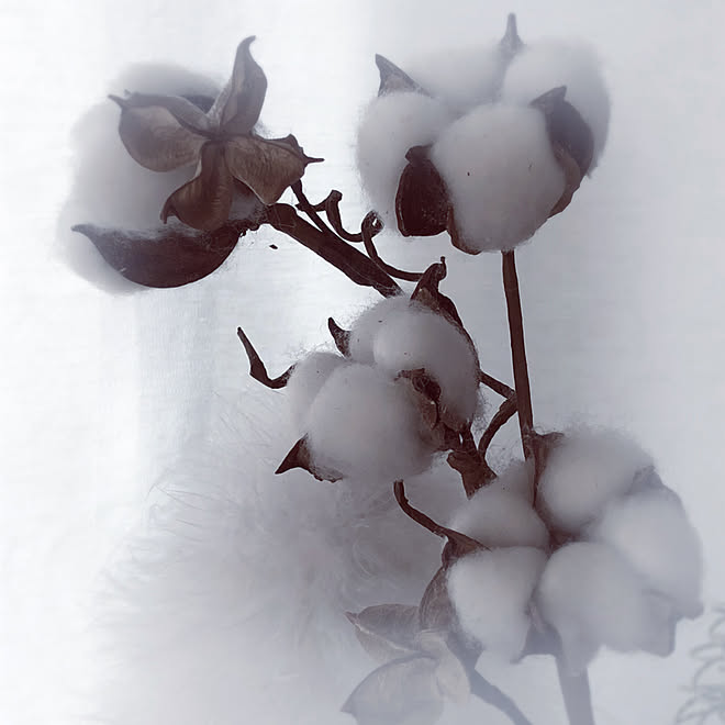 綿の実 100均アイテム ドライフラワーのある暮らし おきにいり 休日の過ごし方 などのインテリア実例 21 11 02 08 11 51 Roomclip ルームクリップ