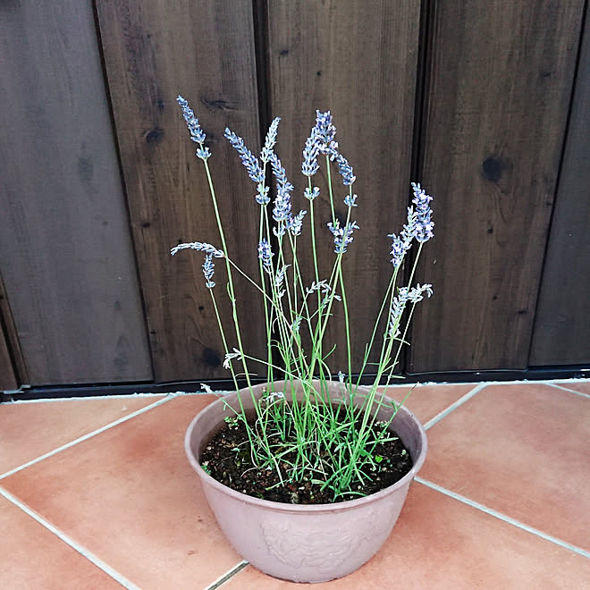 玄関 入り口 ラベンダー 挿し木に挑戦 挿し木 ラベンダー挿し木 などのインテリア実例 21 06 22 21 04 30 Roomclip ルームクリップ