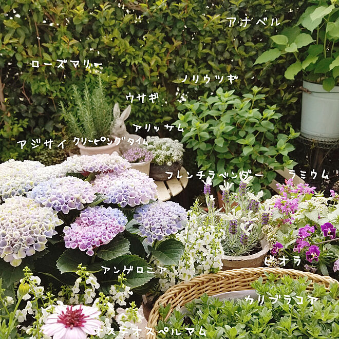 ベッド周り ガーデニング 紫陽花 アジサイ 5月の庭 などのインテリア実例 19 05 08 13 28 56 Roomclip ルームクリップ