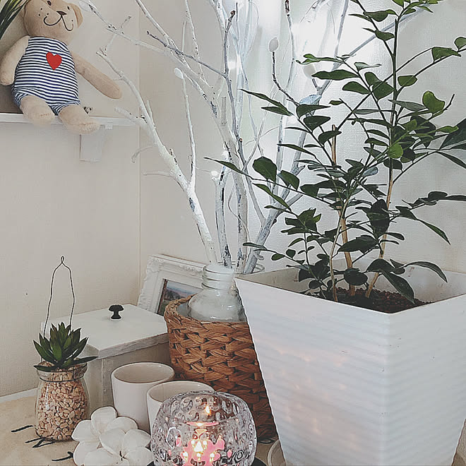 シマトネリコ 鉢植え 観葉植物 Ikea 雑貨 などのインテリア実例 03 12 07 43 14 Roomclip ルームクリップ