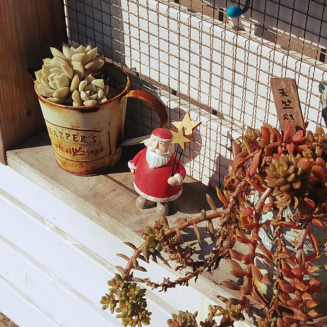 部屋全体/クリスマス/さんたさん/多肉植物/ジャンク風...などのインテリア実例 - 2019-11-16 20:50:03