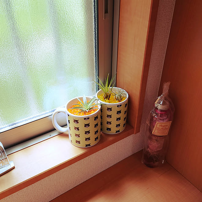 棚 再利用 建売住宅 植木鉢 マグカップを鉢に などのインテリア実例 21 05 08 11 11 54 Roomclip ルームクリップ 棚 再利用 建売住宅 植木鉢 マグカップを鉢に などのインテリア実例 21 05 08 11 11 54 Roomclip ルームクリップ