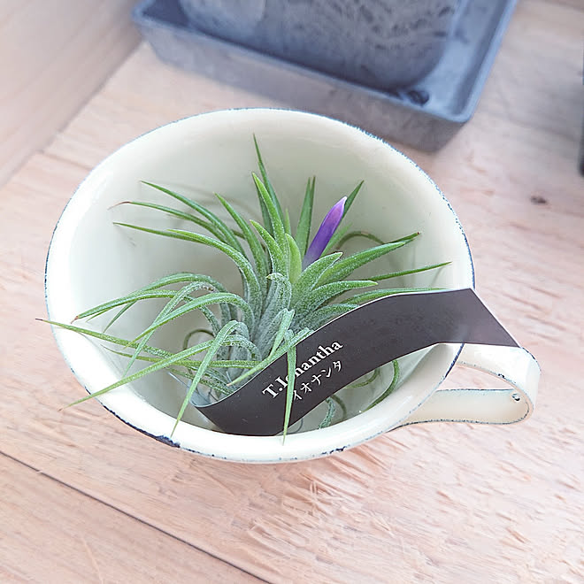 キッチン 植物のある暮らし 観葉植物 チランジア イオナンタ などのインテリア実例 21 06 18 13 15 53 Roomclip ルームクリップ