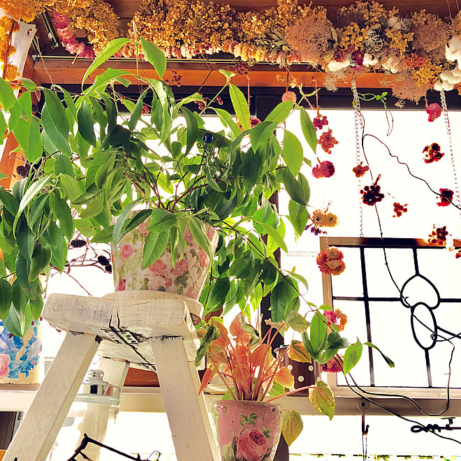 アンティークのある暮らし ハーブのある暮らし ハーブ 観葉植物 観葉植物のある暮らし などのインテリア実例 18 05 28 09 07 10 Roomclip ルームクリップ