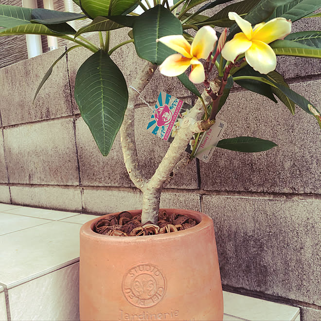 玄関 入り口 プルメリア 建売 鉢植え 建売住宅だけど可愛くしたい などのインテリア実例 18 08 16 19 03 01 Roomclip ルームクリップ